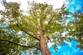 Professional  Tree Services in Bayou Gauche, LA